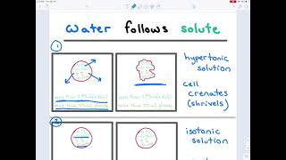 Chapter 9 Exercises 18  19 Hypertonic Isotonic Hypotonic Solutions Crenation No Change Hemolysis [upl. by Ytsur]