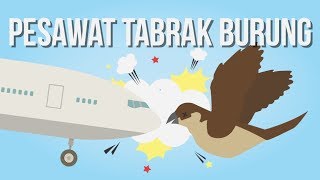 Apakah Pesawat Sering Menabrak Burung Di Langit [upl. by Yreffoeg]