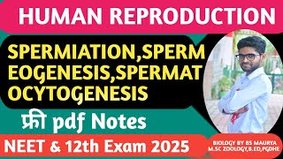 SPERMATOGENESISGPEEMEOGENESISSPERMEATIONSPERMATOCYTOGENESISHUMAN REPRODUCTIONNEET12TH BIOLOGY [upl. by Aittam]