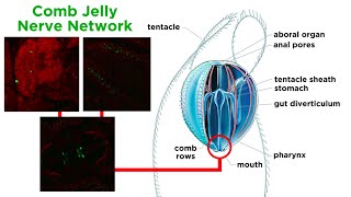 Phylum Ctenophora Comb Jellies [upl. by Ollie]