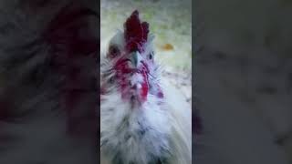 No Clucks Given🐔 lolclip jokes birdbrain [upl. by Assiral]