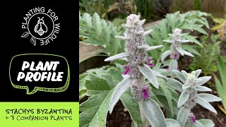 Plant profile  Stachys Byzantina  3 companion plants [upl. by Dnalyr733]