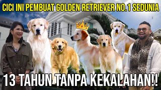 CICI INI PEMBUAT GOLDEN RETRIEVER NO1 SEDUNIA 13 TAHUN TANPA KEKALAHAN indoexotic [upl. by Nahsor]