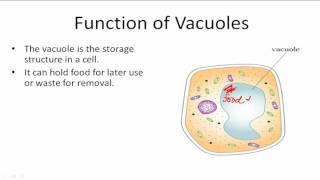 Function of Vacuoles [upl. by Eesyak]