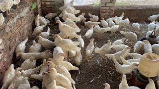 Pakistan Poultry Farm  Pakistan Production  Pakistan farming  part 4 [upl. by Adyol]