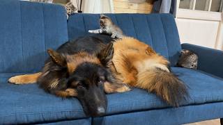 5 Kittens Climb All Over German Shepherd  His Reaction Will Melt Your Heart [upl. by Dulcine]