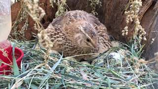 Pajamas  the broody coturnix quail hen [upl. by Anitsej820]