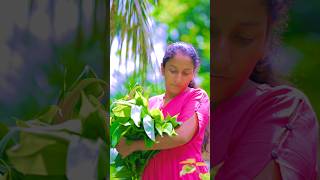 Natural insulin 💊💉 Thebu Kola sambol තෙබු කොළ සම්බෝලේ thebu leaves salad  Village Cooking Girl [upl. by Rinna]