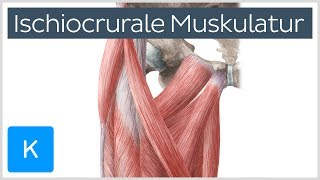 Ischiocrurale Muskulatur  Anatomie des Menschen  Kenhub [upl. by Anoiuq]