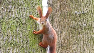 Squirrel sounds  Red Squirrel chirping  Eichhörnchen Geräusche [upl. by Renba]