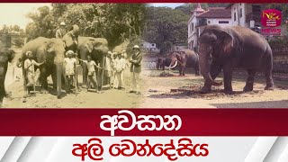 අවසාන අලි වෙන්දේසිය  Elephant  Rupavahini News [upl. by Neraj]