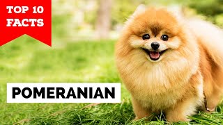 Pomeranian  Top 10 Facts [upl. by Benenson]