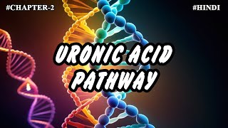 Chapter 2  Metabolism Of Carbohydrates Part10  Uronic Acid Pathway [upl. by Hiroko766]