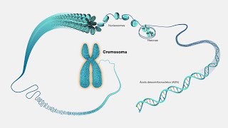 La cromatina curso de biología molecular [upl. by Remmos]