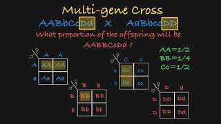 MultiGene Genetics Problems Explained [upl. by Armmat590]