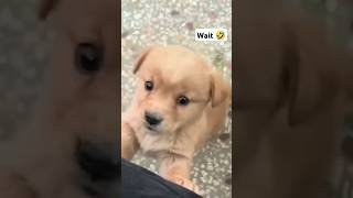 ￼khatarnak Dog🐕🤣lxasif funny trending￼ [upl. by Yhtimit]