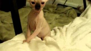 Elf Kittens GroovySphynx Sphynx Breeder in Ohio Tracy Hoselt [upl. by Elletnwahs]