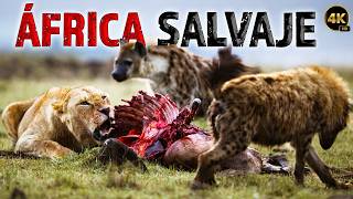 ÁFRICA SALVAJE Historias de Supervivencia del Corazón de África  Documentales Completos en Español [upl. by Eihcir556]