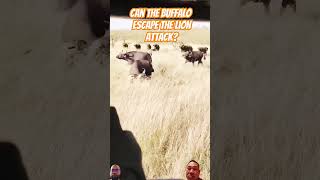 Can the buffalo escape the lion attack luon luonattack buffalo buffaloattack animalsattack [upl. by Ramoj]