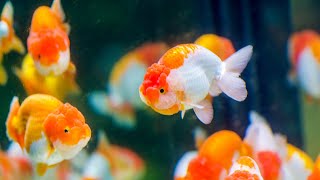 Tips memelihara Ikan Mas Koki di Aquarium [upl. by Gianina]