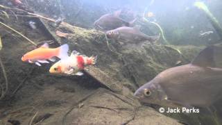 12 species of fish in garden pond Underwater 3 [upl. by Tedman524]