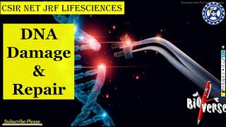 DNA Damage and Repair  Part 1  Direct DNA repair mechanism  Use of Photolyase Enzyme [upl. by Ocin]