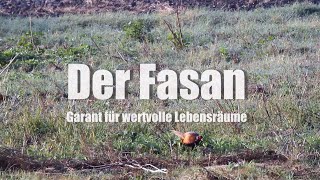 Der Fasan  Garant für wertvolle Lebensräume [upl. by Zenobia]