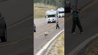 4 Shadowing Wildlife Exhibit Ahead Skinny Coyote Cautiously Passes Right By Me  Yellowstone NP [upl. by Burt]