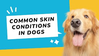 The Most Common Skin Conditions in Dogs [upl. by Kellby]