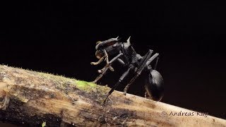 Turtle Ants Cephalotes atratus from Ecuador [upl. by Barthel]