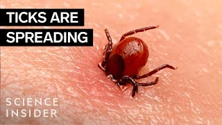 Why Ticks Are So Hard To Kill [upl. by Yruj162]