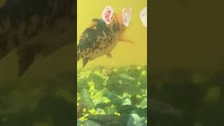 My cute fish please like and subscribe comments please 🙋🙋🥰🥰 [upl. by Letti364]