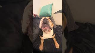 Non stop woofing bulldog bulldogslove dog [upl. by Malamut]