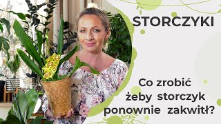 Co zrobić żeby storczyk ponownie zakwitł Ponowne kwitnienie storczyków [upl. by Esylle]