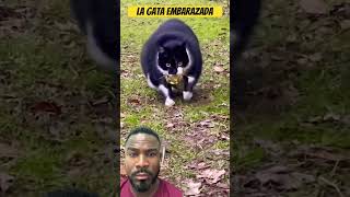 La gata embarazada pet pets gatosengraçados animals compilaçãodeanimaisengraçados cachorro [upl. by Ecallaw15]