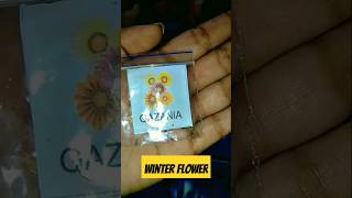 Winter flower seeds germination ofgazaniawinterfloweringplant gazaniaytshorts viral [upl. by Barthelemy]