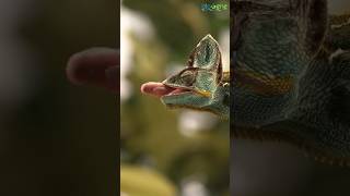 chameleon hunting its prey ✨🦎viral youtube fypシ animals biology online [upl. by Nahtnanhoj]