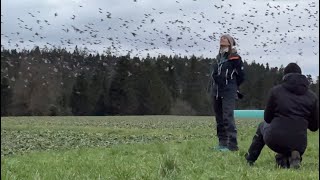 3 Millionen Bergfinken fliegen zu ihrem Schlafplatz [upl. by Teage171]