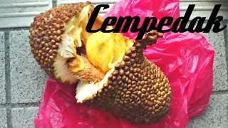 Cempedak Review  Weird Fruit Explorer  Ep 21 [upl. by Arretal874]