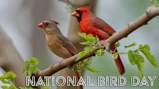 National Bird Day [upl. by Anatolio]