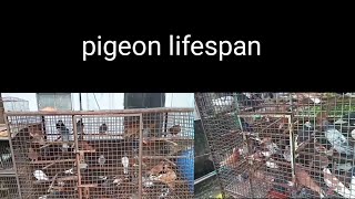 pigeon lifspan pigeon vairalvideo kabutar httpsyoutubecommdalisohan6217siCIJjctgcdTbRqM8K [upl. by Dickerson]