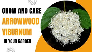 Growing Arrowwood ViburnumA Native Shrub for Stunning Landscapes [upl. by Hildagarde]