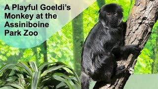 A Playful Goeldi’s Monkey at theAssiniboine Park Zoo papaatthezoo AssiniboinePark [upl. by Eetnahc]