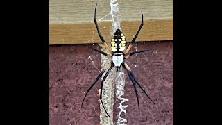 Banana Spider  Golden Orb  Argiope Aurantia Beneficial Garden Bugs [upl. by Eugenle]