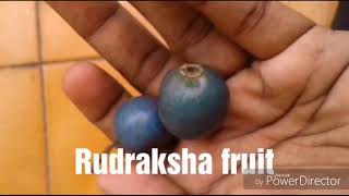 Rudraksha processing  Rudraksha friut cleaning into rudraksha beads  rudraksha [upl. by Luckin]