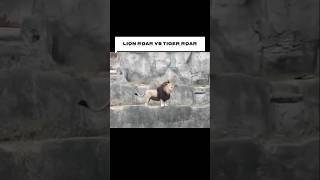 Tiger roar vs Lion’s roar shorts trending trendingshorts animals trollface [upl. by Suciram]