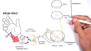 PAIN Physiology  The Ascending Pathway Descending Pain Pathway and the Substantia Gelatinosa [upl. by Norrek194]