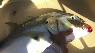 Big Jack Crevalle Action [upl. by Richmal]