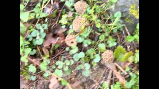 Cueillette de morilles en Maurienne [upl. by Xuerd211]