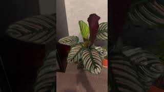 BEAUTIFUL CALATHEA ORNATA [upl. by Drucie]